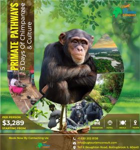 5 Days Of Chimpanzees
