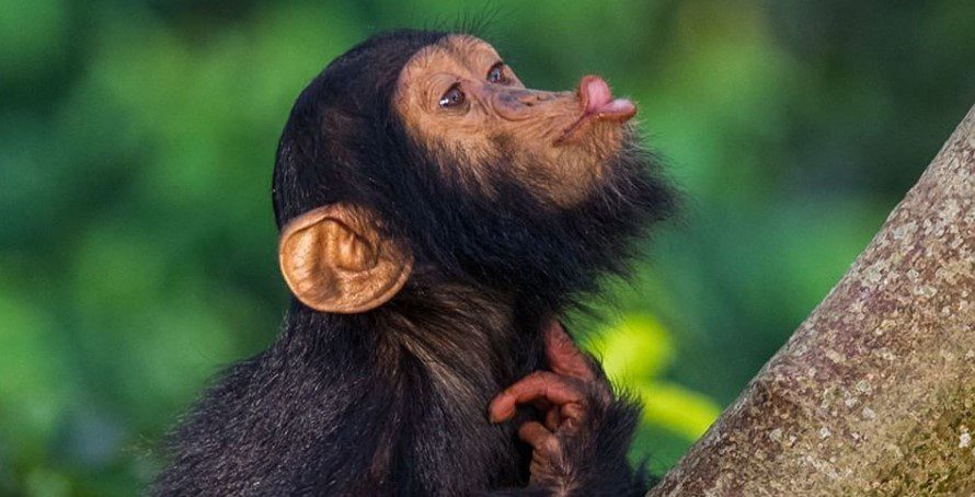 8 Days of Unforgettable Uganda