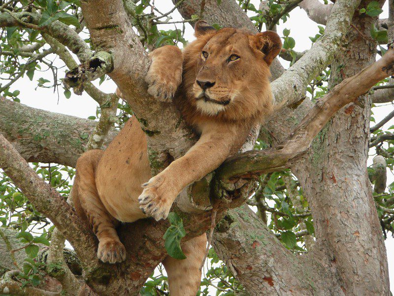 5 Days of Wild Wonder