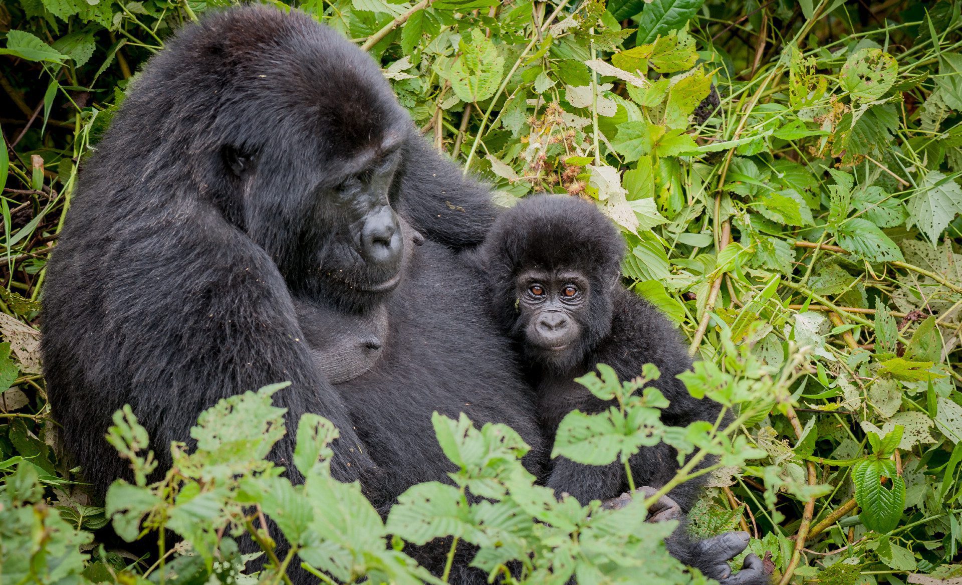 gorilla permits uganda