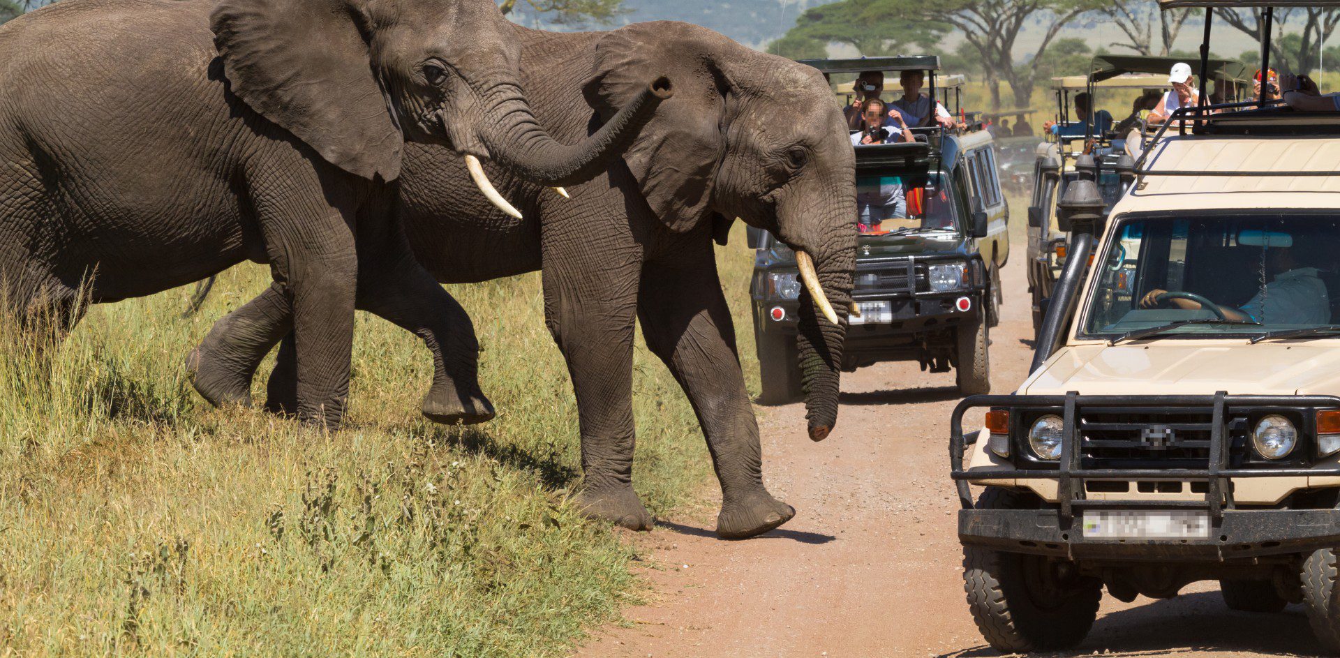 Uganda tour experts