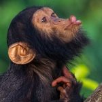 8 Days of Unforgettable Uganda