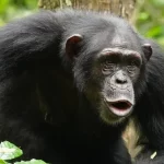 5 Days of Chimpanzees