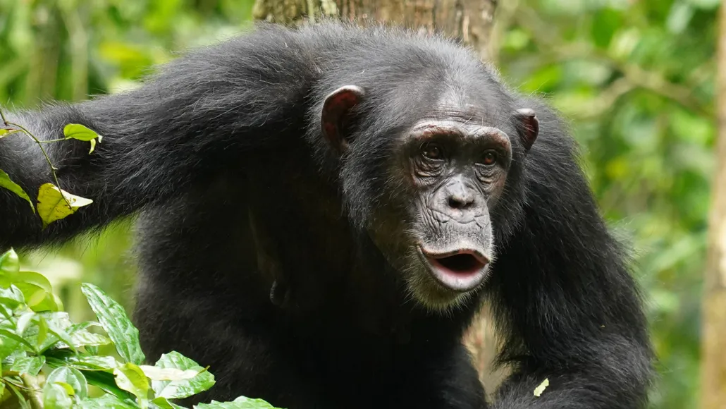 5 Days of Chimpanzees