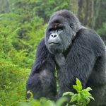 From Nile to Gorilla Trip