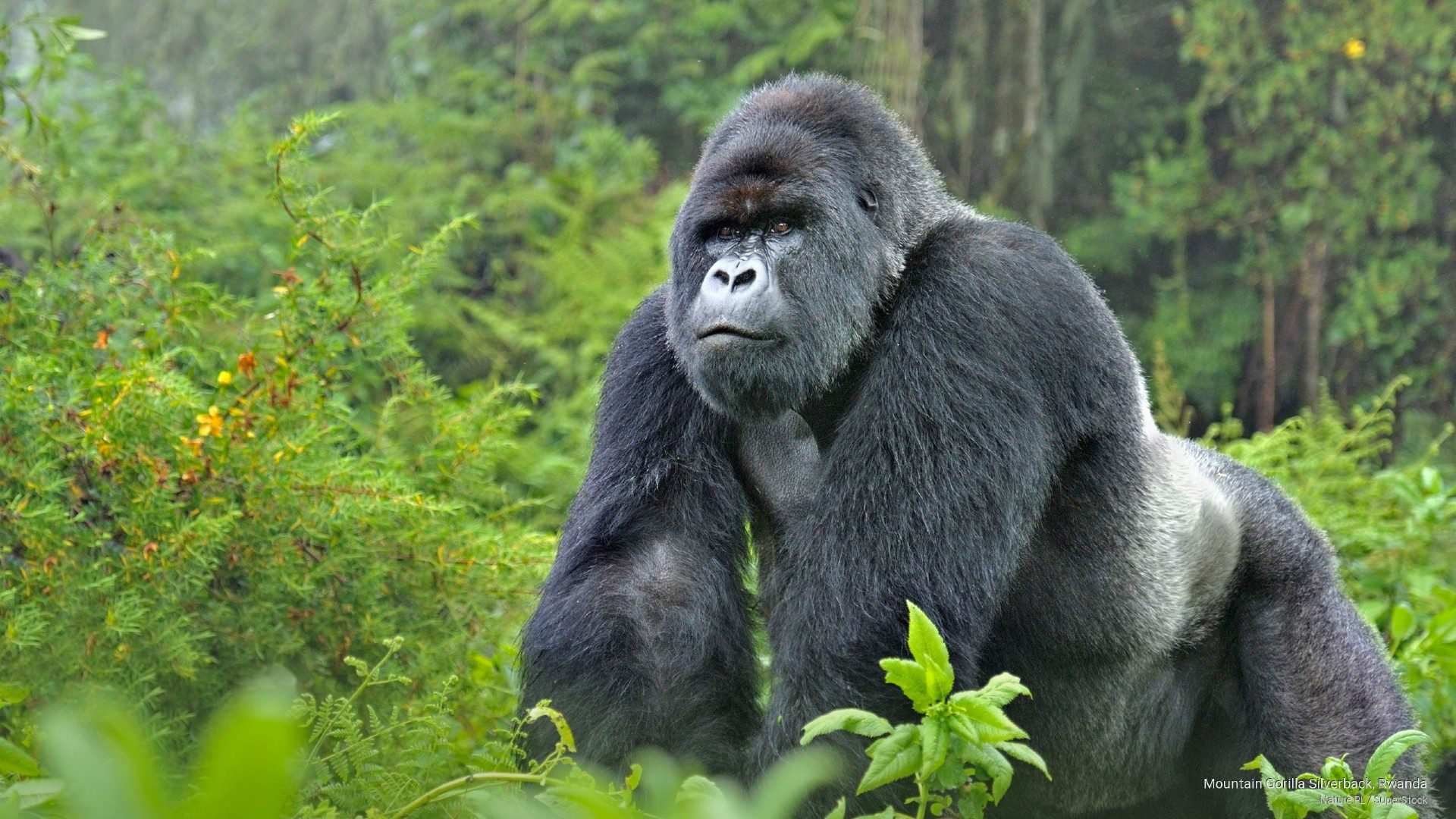 From Nile to Gorilla Trip