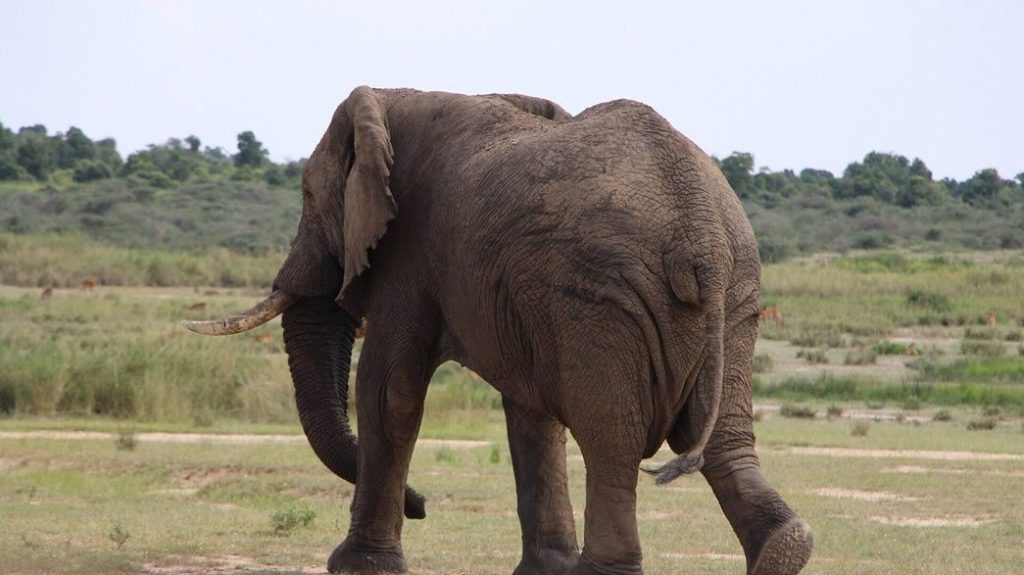 safari in Queen Elizabeth