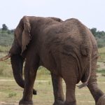 safari in Queen Elizabeth