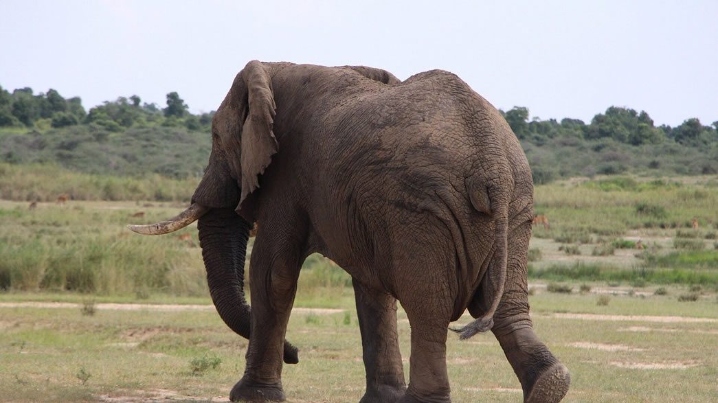 safari in Queen Elizabeth
