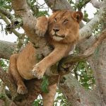5 Days of Wild Wonder