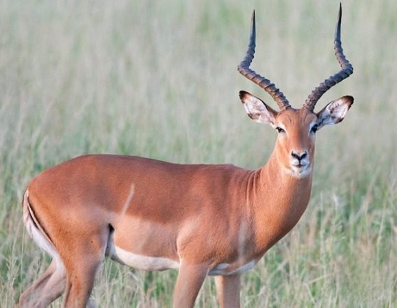 7 Days Of Rift Valley Treasures Safari