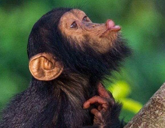 8 Days Of Unforgettable Uganda