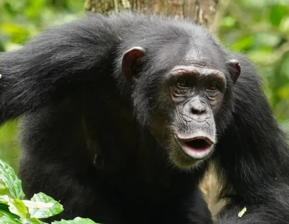 5 Days Of Chimpanzees Safari
