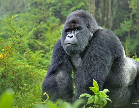 10 Days From Nile To Gorilla