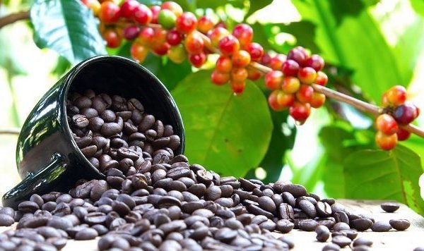Coffee tourism in Uganda