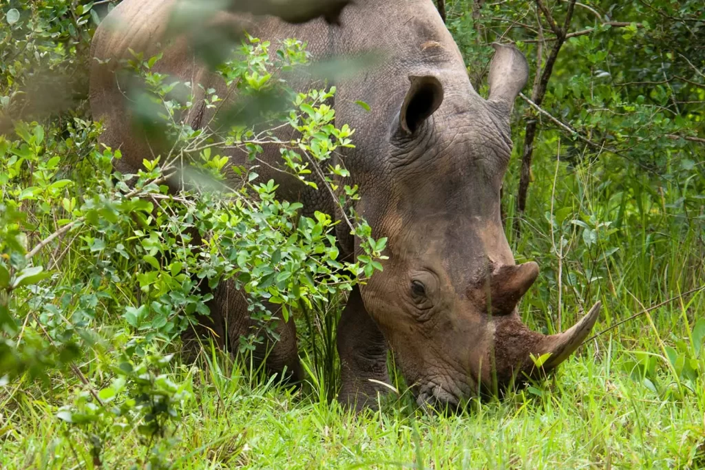 Wildlife Tours in Uganda