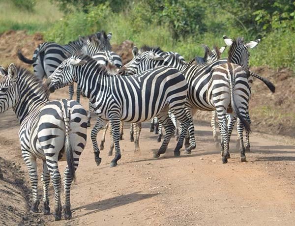 Uganda Tourism Agency