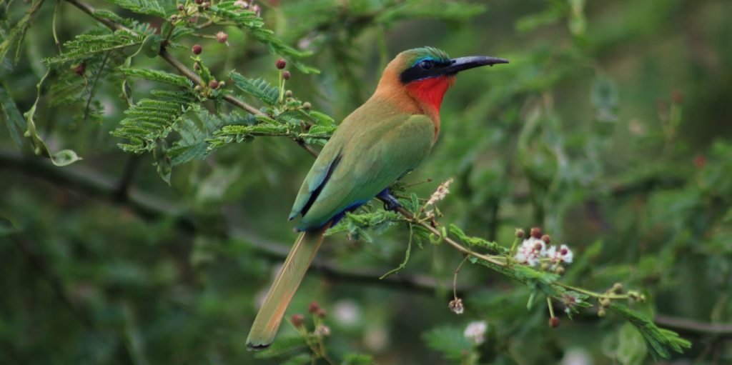 Uganda Tours and Travel