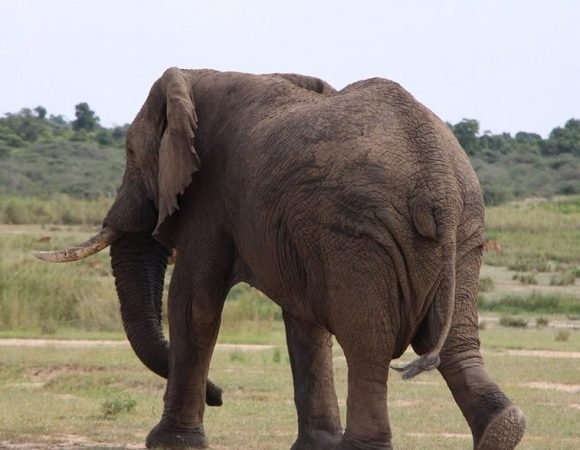 3 Day Safari In Queen Elizabeth NP