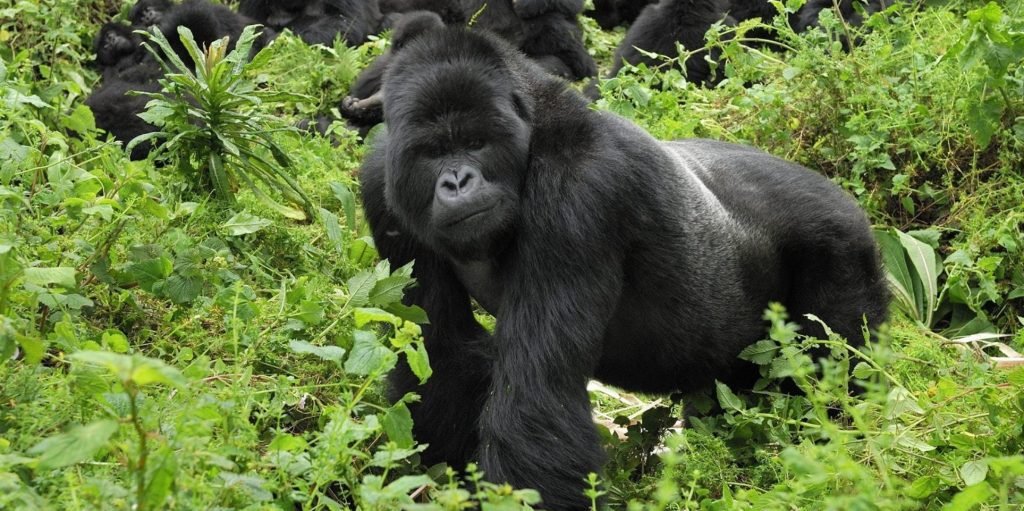 Affordable Uganda Safari