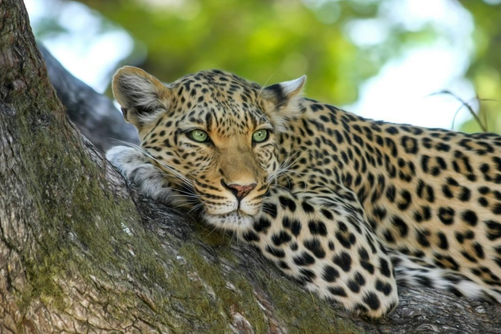 Safari Planning Services
