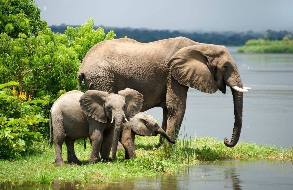 East Africa Safari Tours