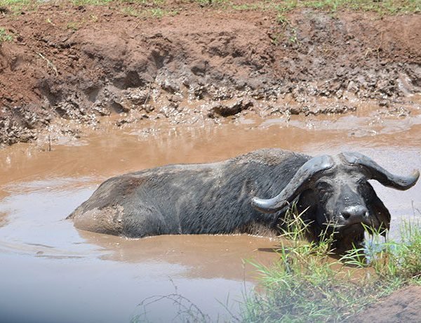 Uganda Tourism Experts