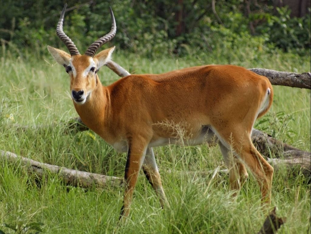 Uganda Wildlife Tours