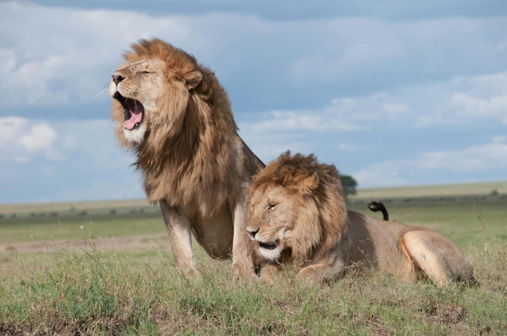 Uganda Wildlife Tours