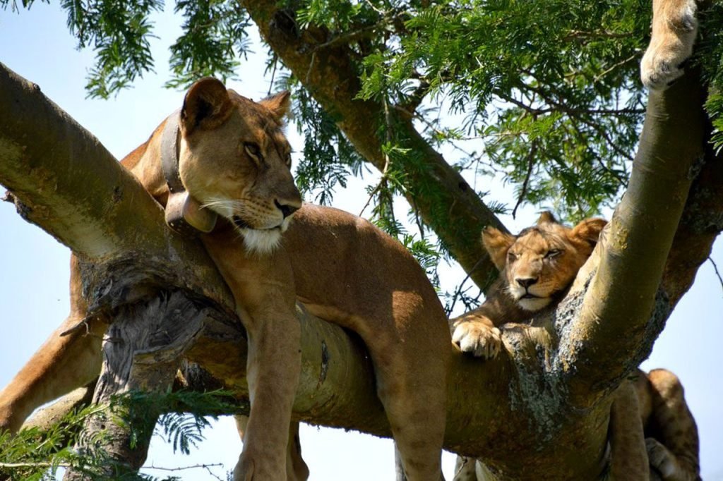 Affordable Uganda Safari Packages