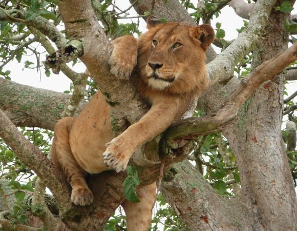 5 Days Of Wild Life Wonder Safari