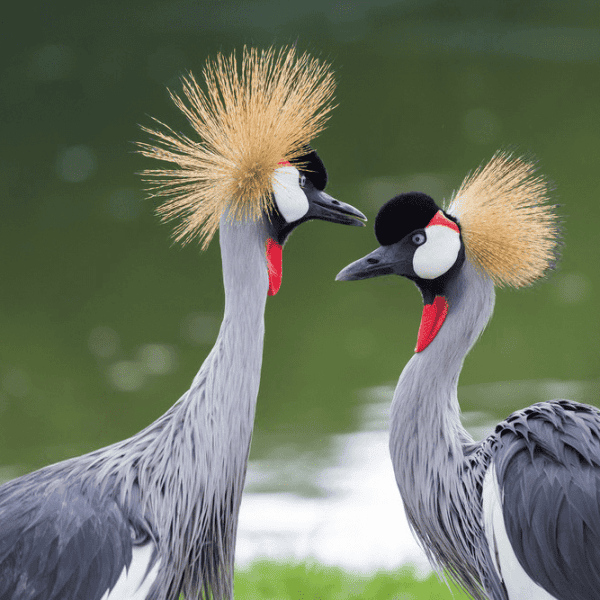 Safari Travel Consultant in Uganda