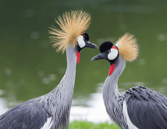 Compelling Reasons To Visit Uganda