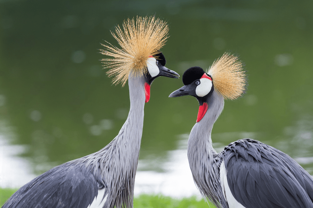 Reasons To Visit Uganda
