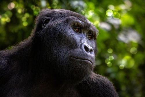 Uganda